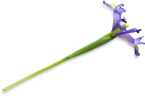 Isolated Cutout PNG