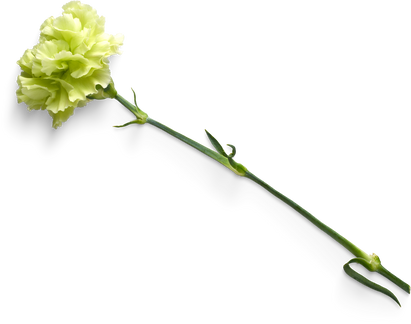 Isolated Cutout PNG