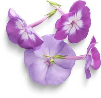Isolated Cutout PNG
