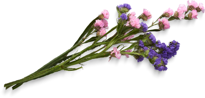 Isolated Cutout PNG