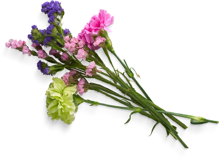 Isolated Cutout PNG