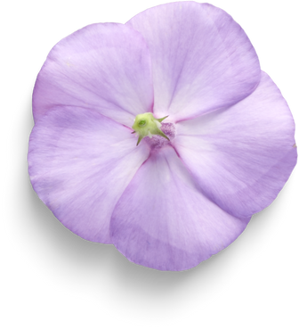 Isolated Cutout PNG