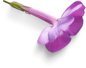 Isolated Cutout PNG